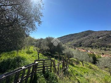 TER. AGRICOLO A CALICE LIGURE