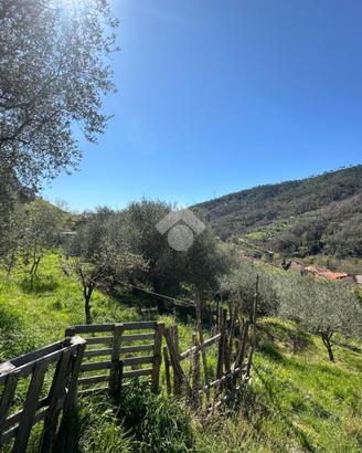 TER. AGRICOLO A CALICE LIGURE