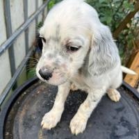 Cuccioli cane setter inglese (genitori becacciai)