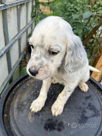 Cuccioli cane setter inglese (genitori becacciai)