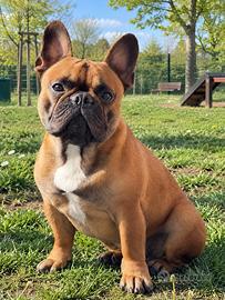 Bouledogue français ( monta )