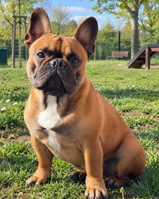 Bouledogue français ( monta )