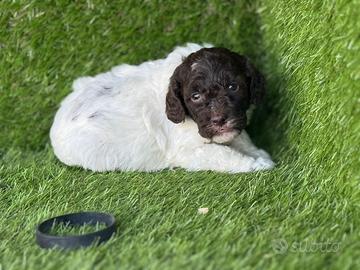 Lagotto romagnolo