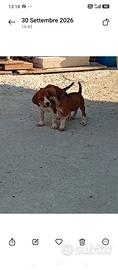 Cuccioli cane segugio maremmano