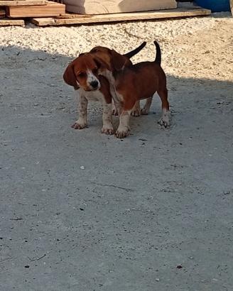 Cuccioli cane segugio maremmano