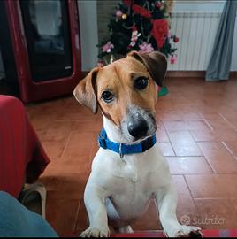 Jack Russell Terrier maschio disponibile per monta