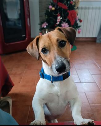 Jack Russell Terrier maschio disponibile per monta