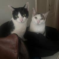 Due sorelle di 8 anni in adozione