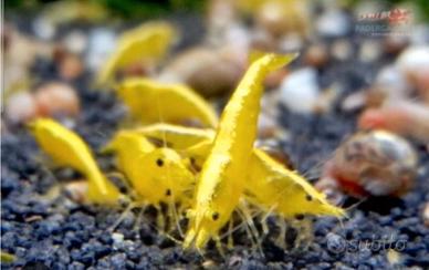 Caridine yellow