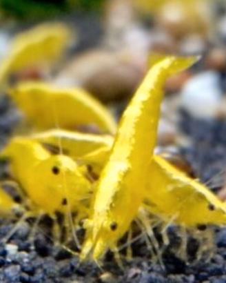 Caridine yellow