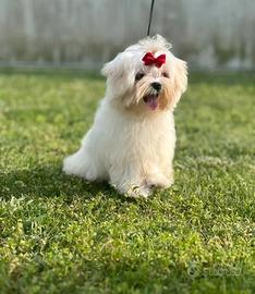 Maltese Coreano pedigree