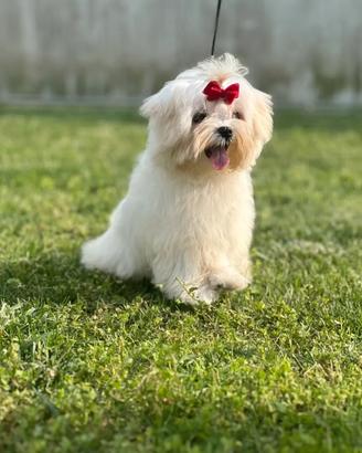 Maltese Coreano pedigree