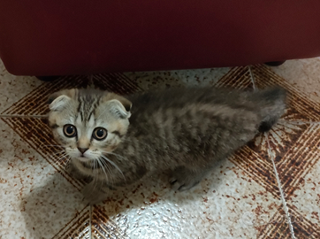 Scottish fold