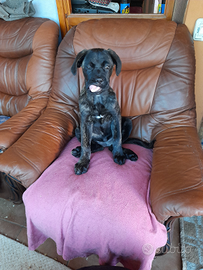 Cuccioli cane corso