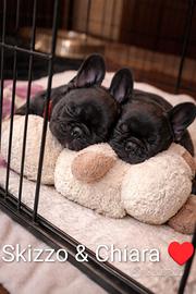 Cuccioli bulldog francese esotici