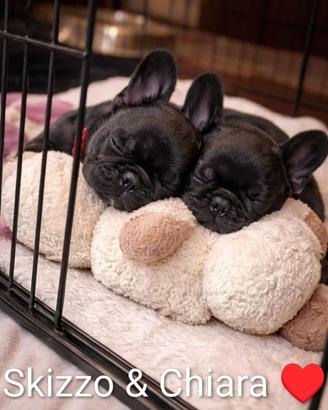 Cuccioli bulldog francese esotici