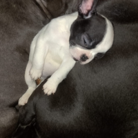 Cucciolo di Bulldog francese