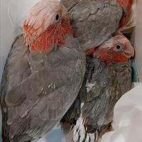 Pappagallo Cacatua Rosecapilla DA IMBECCO