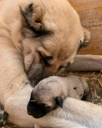 Cuccioli di pastore kangal