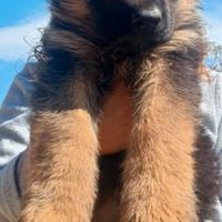 Vendita cuccioli di Pastore tedesco