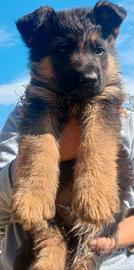 Vendita cuccioli di Pastore tedesco