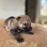 Cuccioli Lupo Cecoslovacco