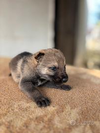 Cuccioli Lupo Cecoslovacco