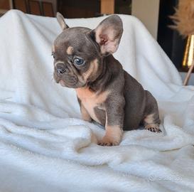 bulldog francese 