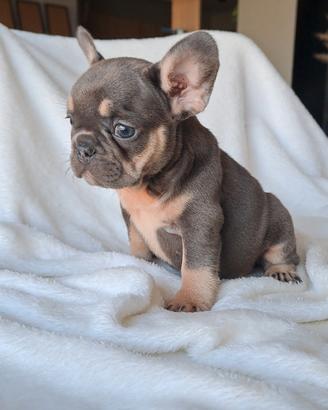 bulldog francese 