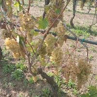 Uva bianca e nera da vino