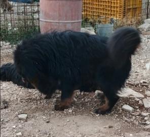 Coppia di mastini tibetani