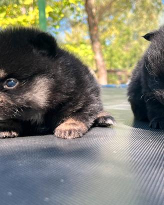 Spitz di Pomerania