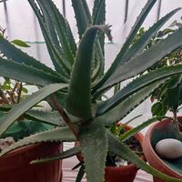 Aloe arborescens pianta della salute