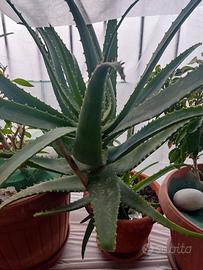 Aloe arborescens pianta della salute