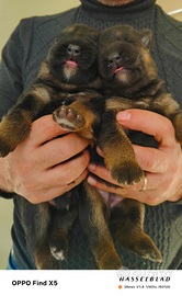 Cuccioli Pastore tedesco con pedigree