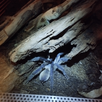 Monocentropus blafouri