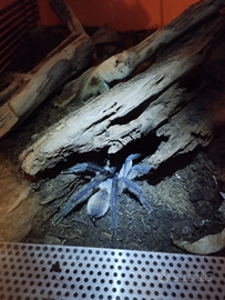 Monocentropus blafouri