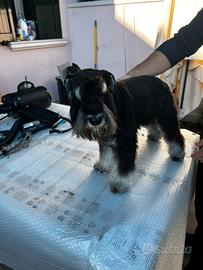 Schnauzer Nano Argento