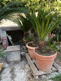 Pianta cycas