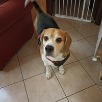 Cucciolo di Beagle