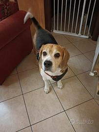 Cucciolo di Beagle