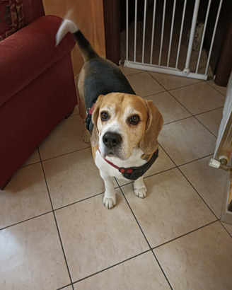 Cucciolo di Beagle