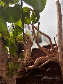 Geco Ciliatus con terrario