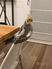 Coppia di Calopsiti allevate a mano