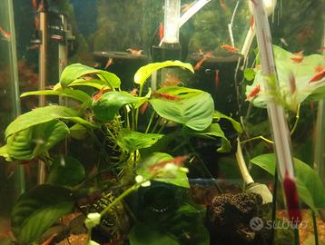 Neo caridina red sakura