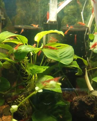 Neo caridina red sakura