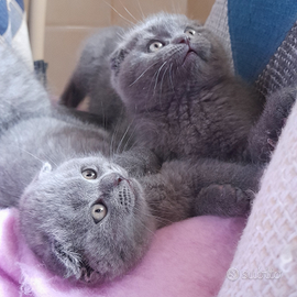 Cuccioli Scottish fold e Scottish straight