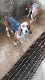 Cani da caccia