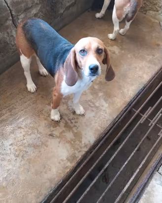 Cani da caccia