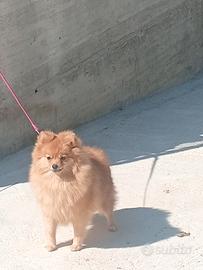 Animali